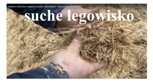 Lider Dezynfekant zapewnia suche legowisko dla bydła w oborze